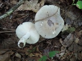 Russula modesta image