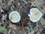 Russula modesta image