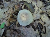 Russula modesta image