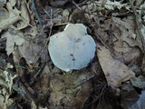 Russula modesta image