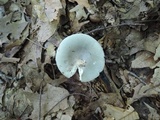 Russula modesta image
