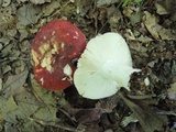 Russula vinacea image