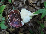 Russula vinacea image