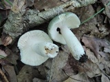 Russula subgraminicolor image