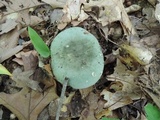 Russula subgraminicolor image
