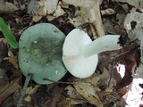Russula subgraminicolor image