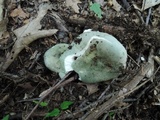 Russula subgraminicolor image