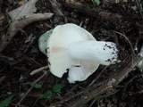 Russula subgraminicolor image