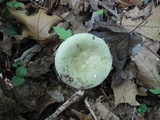 Russula subgraminicolor image