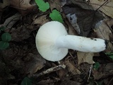Russula subgraminicolor image