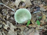 Russula subgraminicolor image