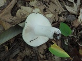 Russula subgraminicolor image