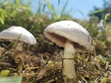 Agaricus micromegethus image