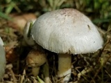 Agaricus micromegethus image