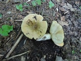 Russula pectinatoides image