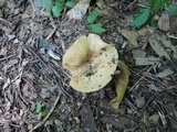 Russula pectinatoides image