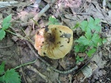 Russula pectinatoides image