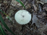 Amanita murrilliana image