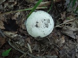 Amanita murrilliana image