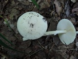 Amanita murrilliana image