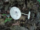 Amanita murrilliana image