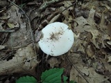 Amanita murrilliana image