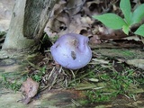 Cortinarius iodes image