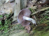 Cortinarius iodes image