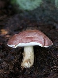 Tylopilus rubrobrunneus image