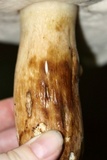 Tylopilus rubrobrunneus image