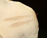 Tylopilus rubrobrunneus image
