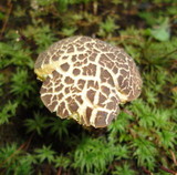 Boletellus chrysenteroides image