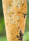 Xylaria telfairii image