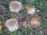 Rhizopogon ochraceorubens image
