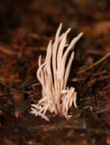 Clavaria fumosa image