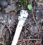 Amanita rhacopus image