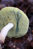 Boletus pallidus image