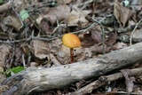 Aureoboletus russellii image