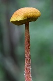 Aureoboletus russellii image