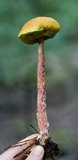 Aureoboletus russellii image