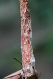 Aureoboletus russellii image