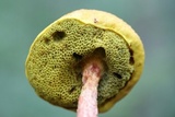 Aureoboletus russellii image