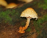 Pholiota squarrosoides image