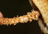 Pholiota squarrosoides image