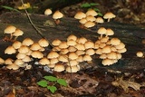 Pholiota squarrosoides image
