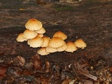 Pholiota squarrosoides image
