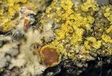 Solitaria chrysophthalma image