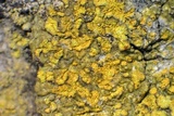 Solitaria chrysophthalma image