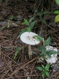 Amanita roseitincta image