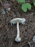 Amanita roseitincta image